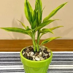 Lucky bamboo