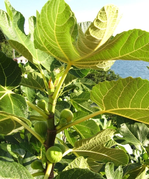 Mishori Dumur / Teen Fruits / মিশরিয়ান ডুমুর / তিন ফল - Image 2