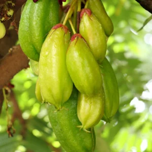 Bilimbi