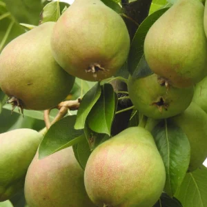 নাশপাতি