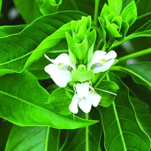 Bashok Plant - বাসক গাছ - Image 2