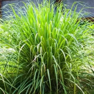Lemon Grass
