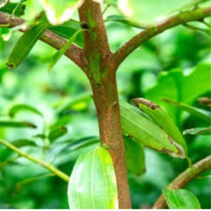 দারুচিনি গাছ