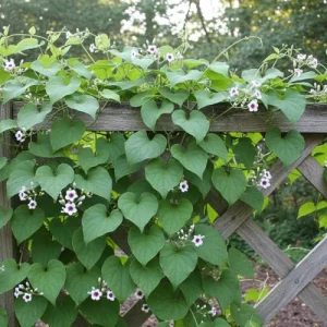 গন্ধভাদালি গাছ