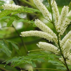 খয়ের গাছ