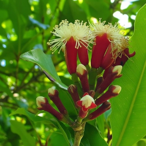লবঙ্গ ফুলের কলি