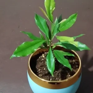 লবঙ্গ গাছ