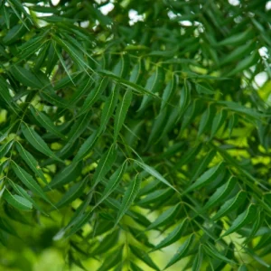 Neem tree