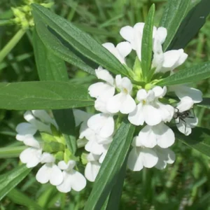 দণ্ডকলস