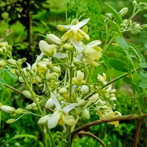 সজিনা গাছ