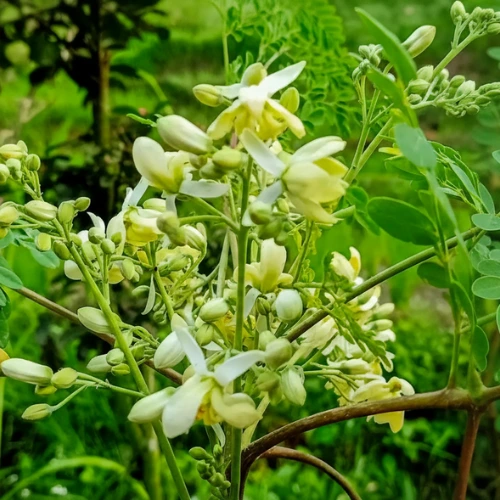 সজিনা গাছ