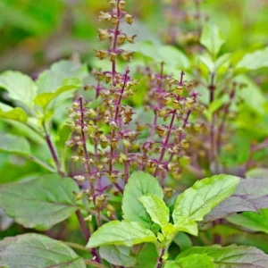 Tulsi Plant - তুলসী গাছ
