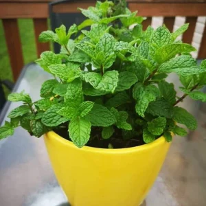 পুদিনা গাছ