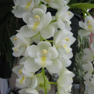 Dendrobium White