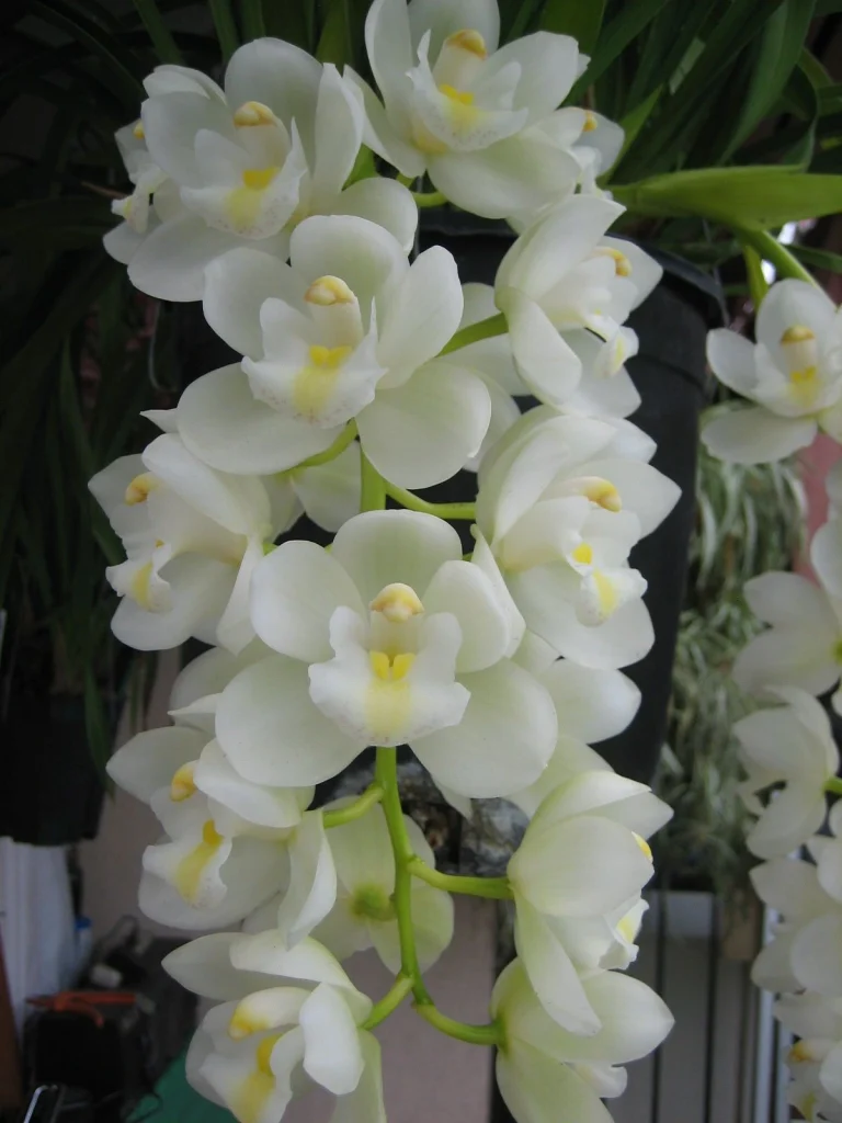 Dendrobium White