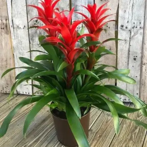 Orchid-Bromeliad