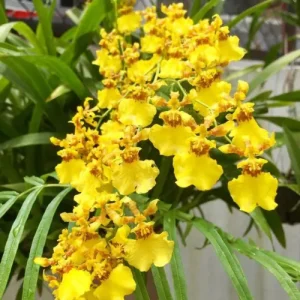 Orchid Dancing Lady Yellow