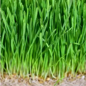 Wheatgrass