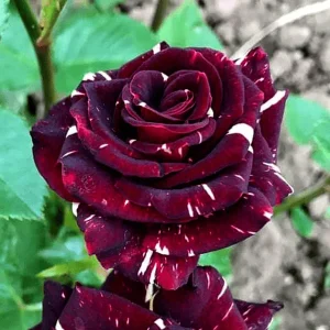 Abracadabra Rose Plant