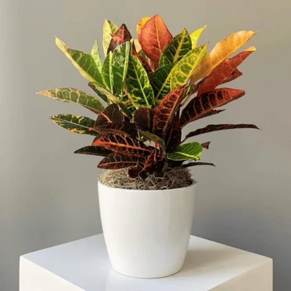 Agni Sar Variegated Plant