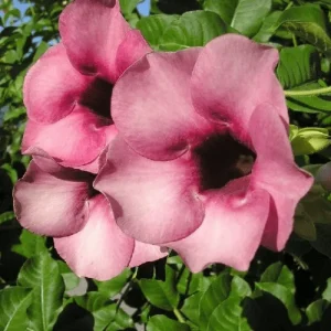 Allamanda Creeper Purple