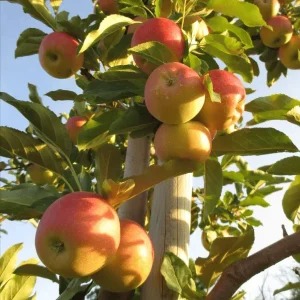 Anna Apple Plant
