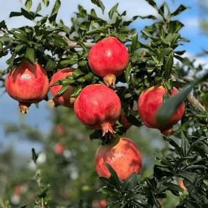 Australian Pomegranate Plant