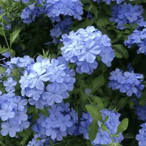 Blue Periwinkle Creeper