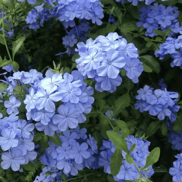 Blue Periwinkle Creeper