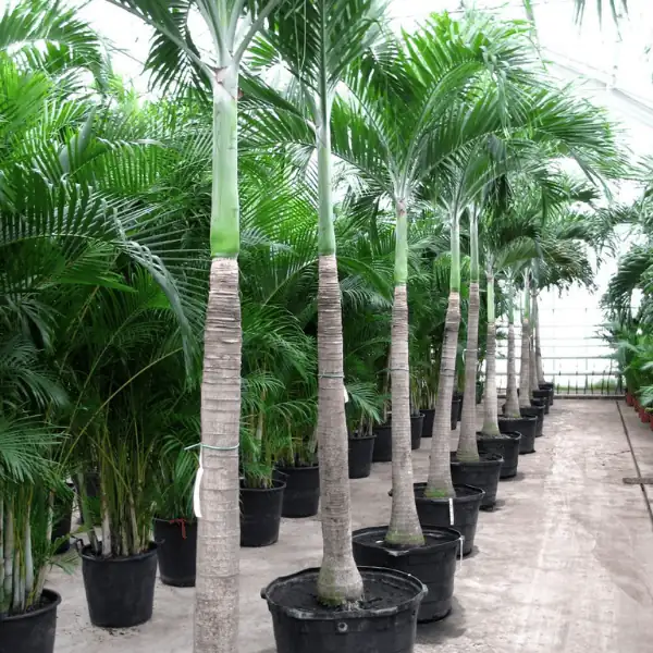 Bottle Palm Plant
