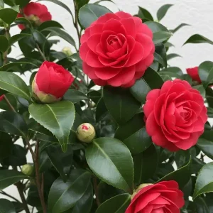 Camellia Flower Plant