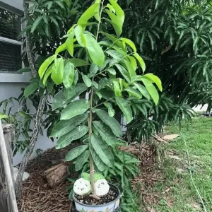 Crossol Plant