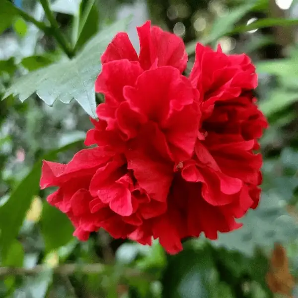 Double Red Hibiscus - জবা লাল ডাবল