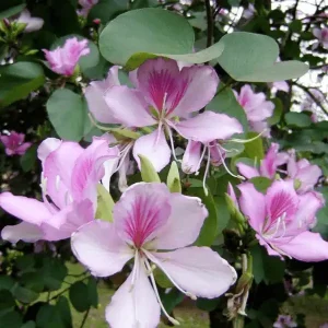 Drop Kanchon Flower Plant