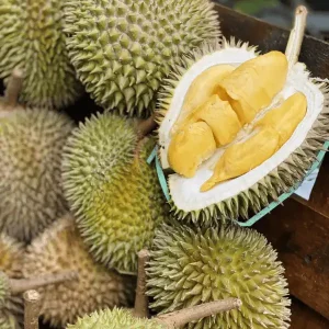 Durian Fruits Plant