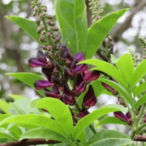 Evergreen Ustoria Plant