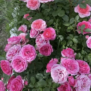 Hazari Rose Plant