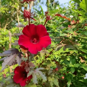 Holy Girl Mesta Hibiscus Plant