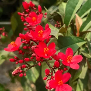 Jatropha Flower Plant
