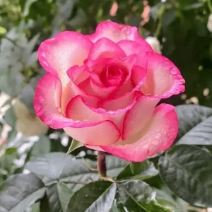Jumaliya Rose Flower Plant