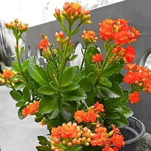 Kalanchoe Flower Plant