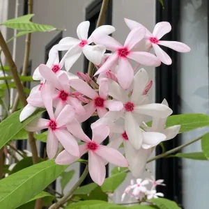 Kopsia flower plant