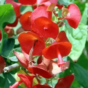 Lady’s Umbrella Plant