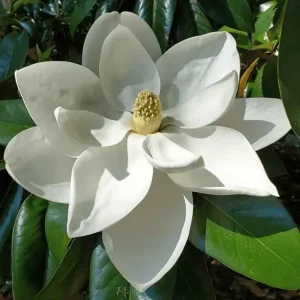 Mandevilla Yellow Plant