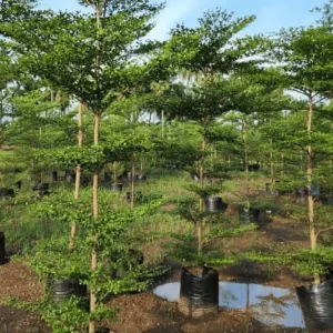 Nakachua Plant