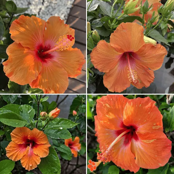Orange Hibiscus Plant