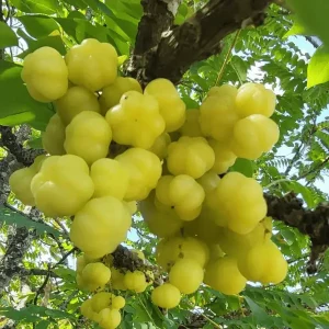 Orboroi