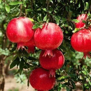 Pakistani Pomegranate Plant
