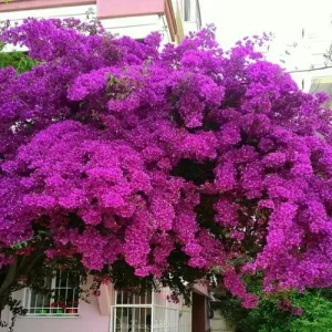 Pink Bougainvillea Plant