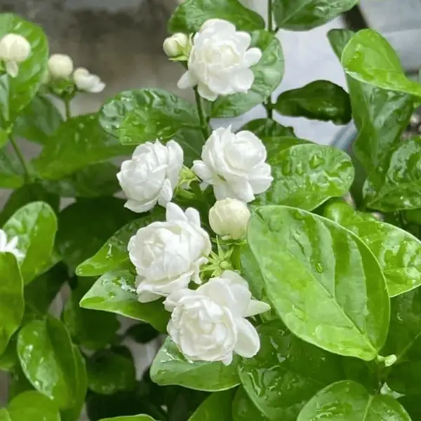 Rai Beli Flower Plant